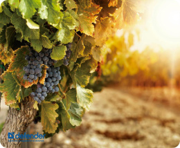 Defender SILK Pad Nature Коврик для компьютерной мыши 10 видов