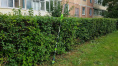Greenworks Кусторез штанговый аккумуляторный Greenworks G40PHA, 40V, 51см, без АКБ и ЗУ [2300407]